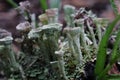 Thallus and apothecium of cup lichen Royalty Free Stock Photo