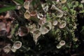 Thallus and apothecium of cup lichen Royalty Free Stock Photo