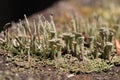 Thallus and apothecium of cup lichen Royalty Free Stock Photo