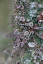 Thallus and apothecium of cup lichen Royalty Free Stock Photo