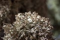 Thallus of Evernia prunastri Lichen Turkey