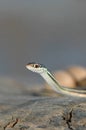 Thamnophis proximus Royalty Free Stock Photo