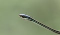 Thamnophis sauritus sauritus