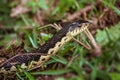 Malagasy grass snake Royalty Free Stock Photo