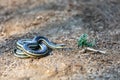 Lateral Water Snake, Thamnosophis Lateralis, Anja Comunity reserve, Madagascar wildlife