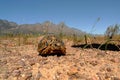 The geometric tortoise is critically endangered