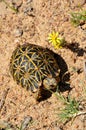 The geometric tortoise is found in a very small section in the South-Western Cape of South Africa