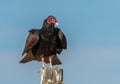 Turkey Vulture Royalty Free Stock Photo
