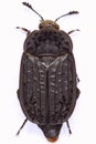 Thanathophilus rugosus carrion beetle Royalty Free Stock Photo