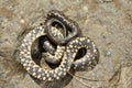 Thanatosis behavior on dice snake