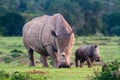 Thandi and Mthetho Mother and baby white rhino