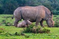 Thandi and Mthetho Mother and resting baby white rhino