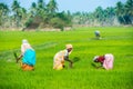 THANJAVOUR, INDIA - FEBRUARY 13: An unidentified the Indian rural women planting rice sprouts and man at farm field. India, Tamil Royalty Free Stock Photo