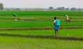 Thanjavur, India - December 12th 2022: Chemical pesticide spraying in green agriculture land