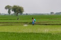 Thanjavur, India - December 12th 2022: Chemical pesticide spraying in green agriculture land