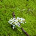 Thank you background, white flower Royalty Free Stock Photo