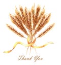 Hand drawn watercolor wheat bunch isolated on the white background.