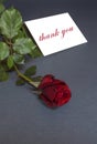 Thank you card with red rose. Thank you text.