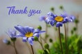 Thank You Message, Spring flower with Blue Marguerite, mockup backdrop for seasonal greeting card celebration. Women`s Day concept Royalty Free Stock Photo