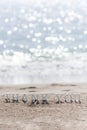 Thank you word drawn on the beach sand