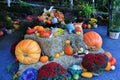 Thanks giving, Autumn, flower in Butchart Garden, Victoria, Vancouver Island, British Colombia, Canada Royalty Free Stock Photo