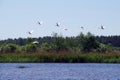 Beautiful white swans fly above a river