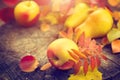 Thanksgiving background. Autumn colorful leaves, apples and pears Royalty Free Stock Photo