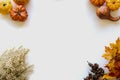 Thanksgiving background with pumpkins, leaves, acorns and flowers on a light white background. Royalty Free Stock Photo