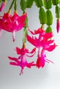 Thanksgiving Cactus (Schlumbergera bridgesii) in a room with a light background Royalty Free Stock Photo