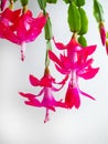 Thanksgiving Cactus (Schlumbergera bridgesii) in a room with a light background Royalty Free Stock Photo