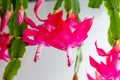 Thanksgiving Cactus (Schlumbergera bridgesii) in a room with a light background Royalty Free Stock Photo