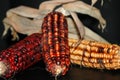 Thanksgiving Corn Cobs