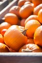 Thanksgiving Day. Autumn harvest. Pumpkins in a wooden box on yellow on a blurred autumn garden background. Autumn time Royalty Free Stock Photo