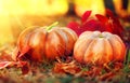 Thanksgiving day background. Orange pumpkins