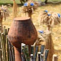 Thanksgiving Day : Corn Decoration - Stock Photos