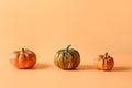 Thanksgiving day or Halloween different pumpkins harvest on orange. Space for text. Royalty Free Stock Photo