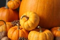 Thanksgiving day. Pumpkins, conifer cones and walnuts on blurred background, closeup Royalty Free Stock Photo