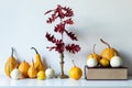 Thanksgiving decoration. Minimal autumn inspired room decoration. Selection of various pumpkins on white shelf. Royalty Free Stock Photo