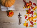 Thanksgiving dinner background with pumpkins, fall leaves, table setting, physalis, top view, copy space Royalty Free Stock Photo