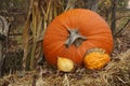 Thanksgiving Display of Pumpkin and Gourds Royalty Free Stock Photo