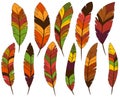 Thanksgiving or Fall Colored Feathers Royalty Free Stock Photo