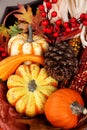Thanksgiving Fall Harvest Royalty Free Stock Photo