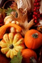 Thanksgiving Fall Harvest Royalty Free Stock Photo