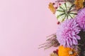 Thanksgiving flat lay. Stylish pumpkins, purple dahlias flowers, leaves and heather on pink background. Modern minimal fall border Royalty Free Stock Photo