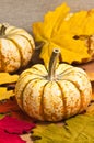 Thanksgiving had picked pumpkin Royalty Free Stock Photo