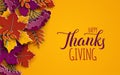 Thanksgiving holiday banner with congratulation text. Autumn tree leaves on yellow background. Autumnal design, fall season poster Royalty Free Stock Photo