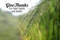 Thanksgiving inspirational quote - Give thanks for food, family, and health. With green young ears of wheat in a paddy rice field.