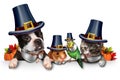 Thanksgiving Pet Celebration Royalty Free Stock Photo