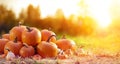 Thanksgiving - Ripe Pumpkins In Field