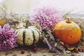 Thanksgiving. Stylish pumpkins, purple dahlias flowers, heather on rustic old wooden background in light. Atmospheric autumn image Royalty Free Stock Photo